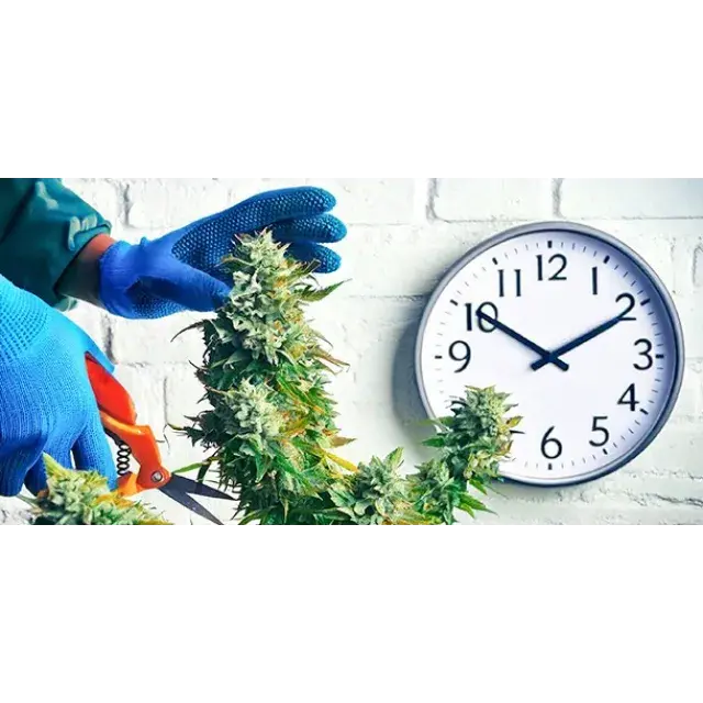 Discover the Optimal Timing: When Is the Best Time to Harvest Your Cannabis Seeds at Discount Cannabis Seeds?