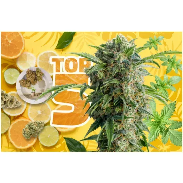 Cannabis Seeds - The Citrus Strains by Discount Cannabis Seeds.