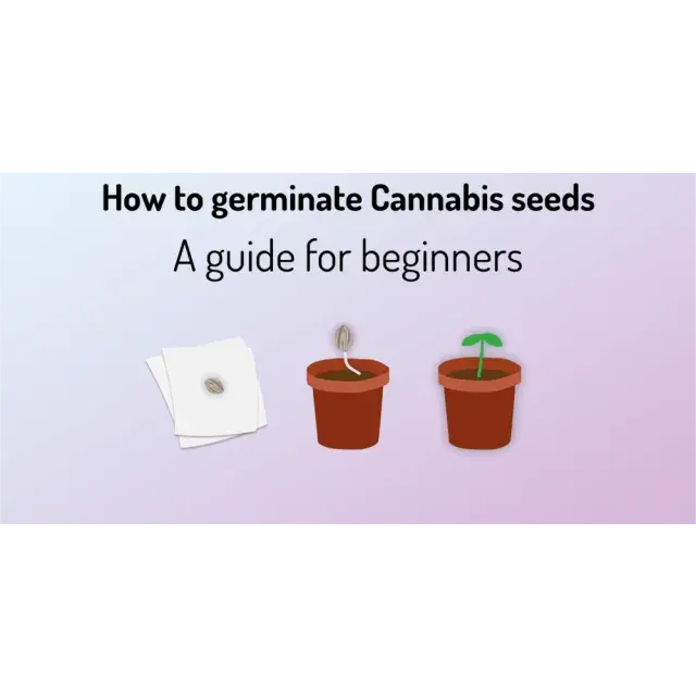 Cannabis Seeds Basic: Your Complete Growing Cannabis Guide.