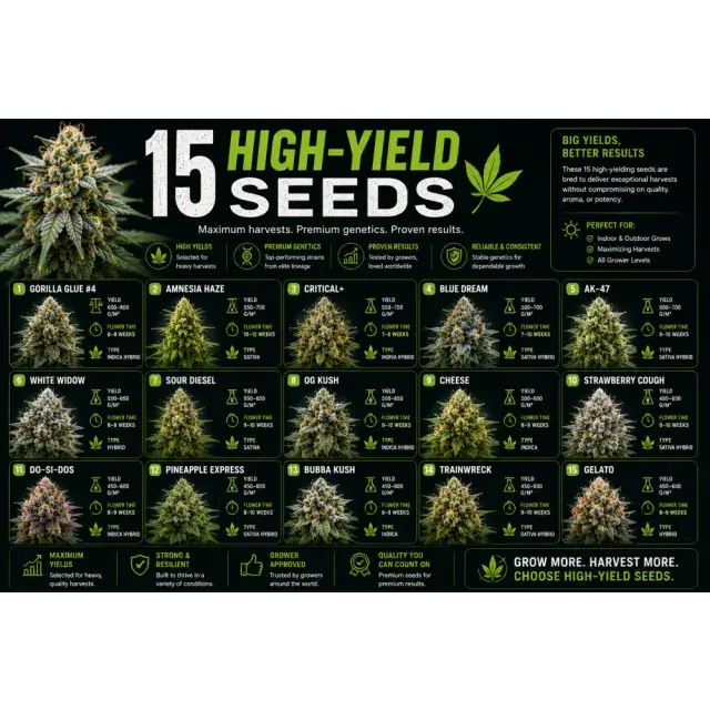 Cannabis Seeds: 15 High-Yield Cannabis Seeds Worth Growing in 2026