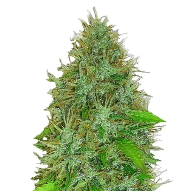 Cannabis Seeds - Heavyweight 2 Fast 2 Vast Auto Review 
