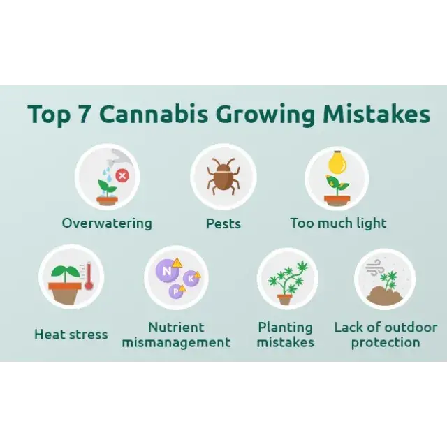Cannabis Seeds Buying Mistakes That Cost You Yields.