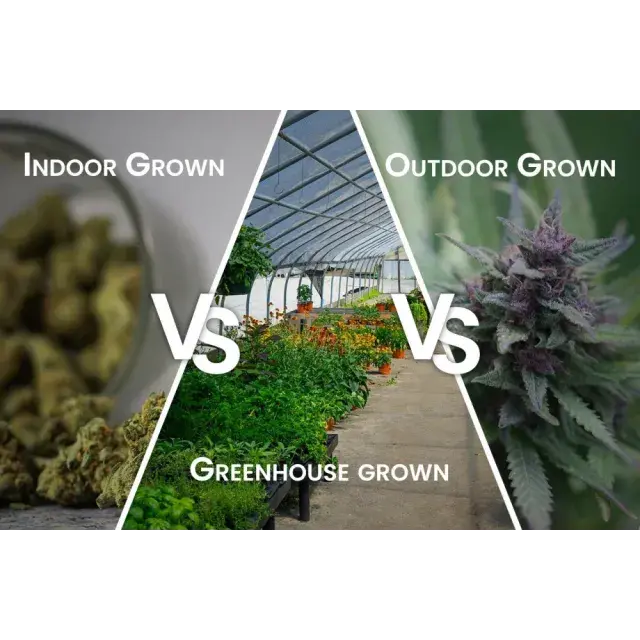 Greenhouse vs Indoor vs Outdoor: Discover Which Cannabis Seeds Thrive Best at Discount Cannabis Seeds.