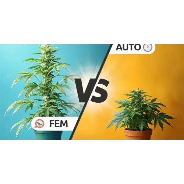 Cannabis Seeds Auto vs Feminised – Which Is Better?