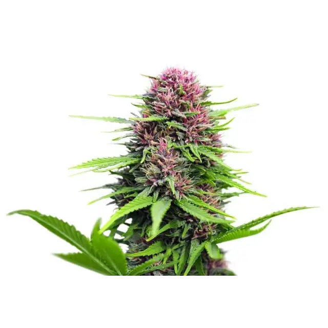 Explore the Best Autumn Harvest Cannabis Seeds Strains to Try This Year Available at Discount Cannabis Seeds