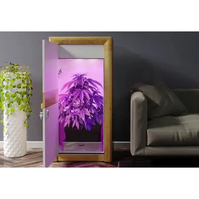 Der ultimative Leitfaden für den Indoor-Anbau von Cannabis für Anfänger: Erfolgreicher Indoor-Anbau mit günstigen Cannabissamen.