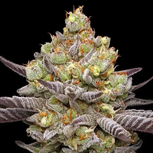 Best Yielding Indoor Cannabis Seeds (Top High Yield Strains 2026).