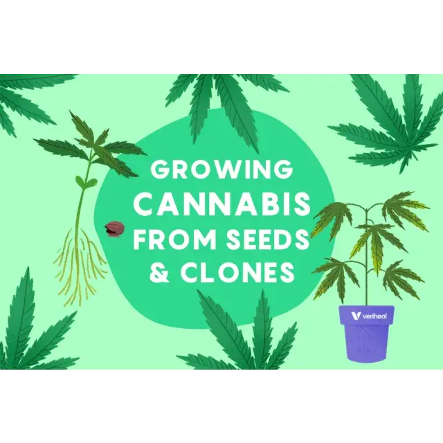 Cannabis Seeds vs Clones: Which Is Better for Growing?