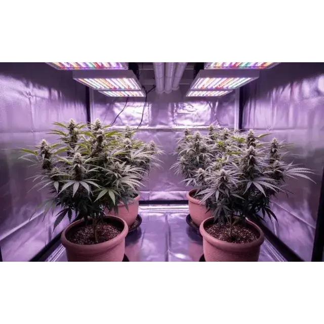 The Best Cannabis Seeds for Large Indoor Grow Rooms.