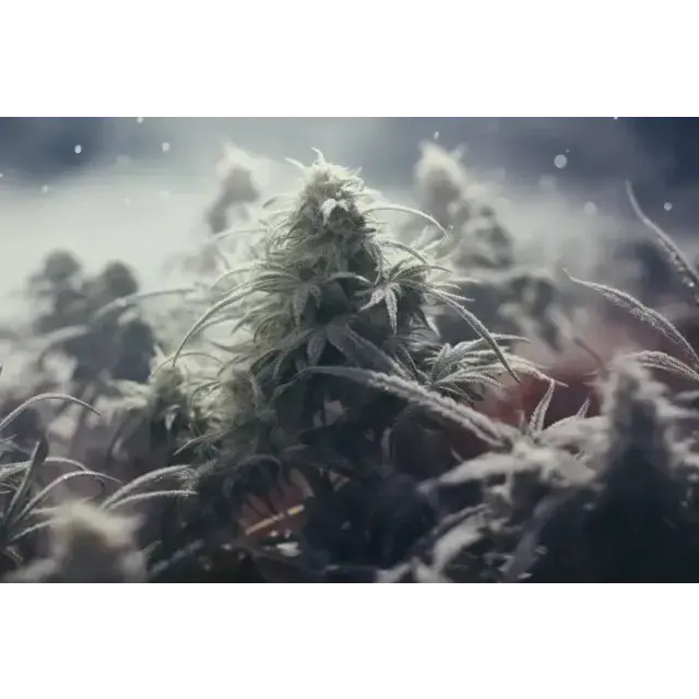 Discover the Best Winter Cannabis Seeds Strains Embrace The Cold.