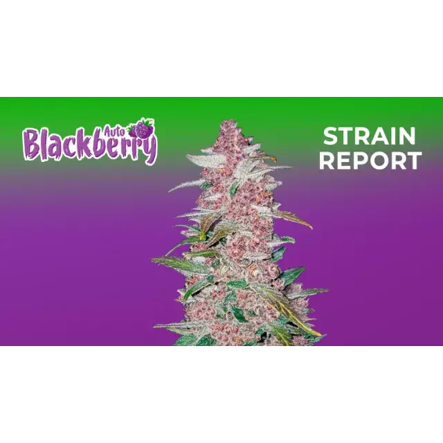Auto Blackberry Gum Cannabis Seeds at Discount Cannabis Seeds.