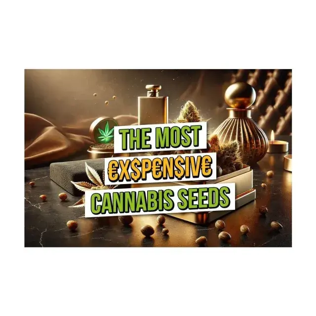 Cannabis Seeds: Are Expensive Cannabis Seeds Worth It?