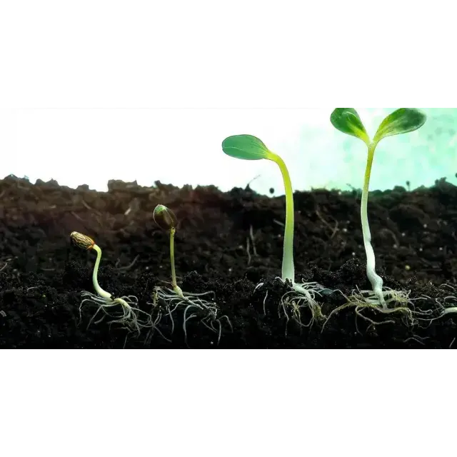 Step-by-Step Guide: Starting Your Grow with Bulk Cannabis Seeds from Discount Cannabis Seeds.