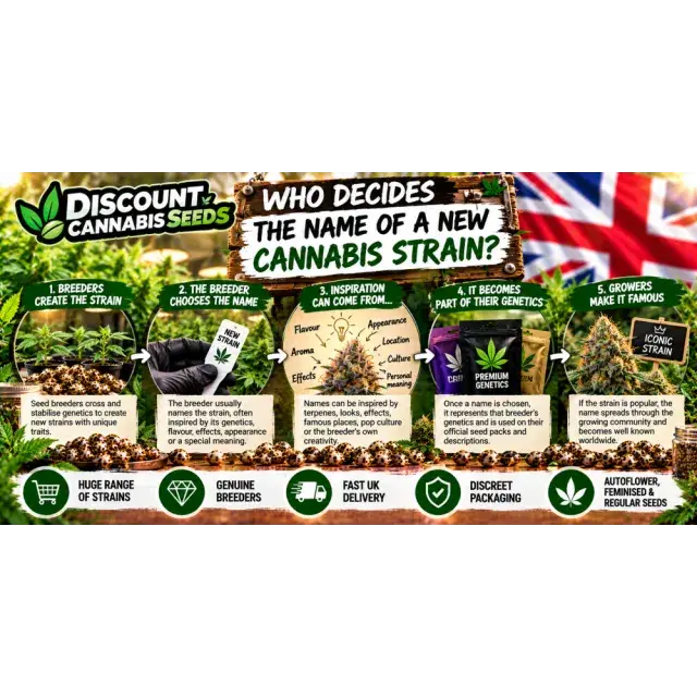 Cannabis Seeds: Who Decides the Name of a New Cannabis Strain?
