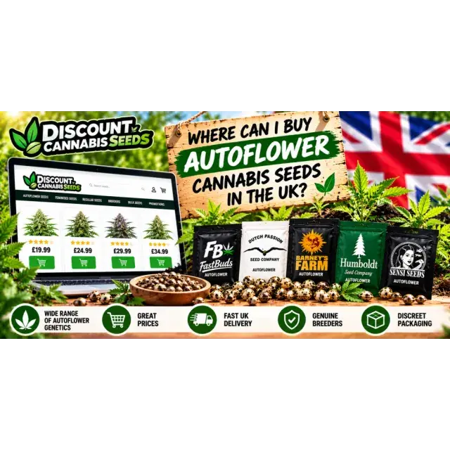 Cannabis Seeds: Where Can I Buy Autoflower Cannabis Seeds in the UK?