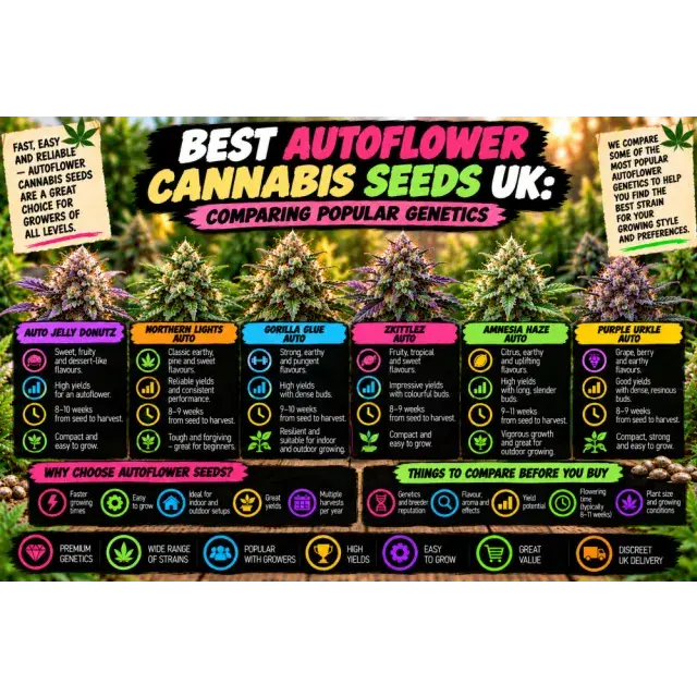 Cannabis Seeds: Best Autoflower Cannabis Seeds UK: Comparing Popular Genetics