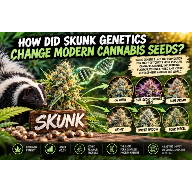Cannabis Seeds: How Did Skunk Genetics Change Modern Cannabis Seeds?