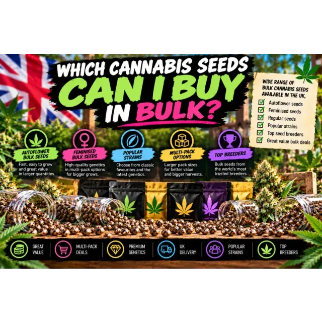 Cannabis Seeds: Which Cannabis Seeds Can I Buy in Bulk?