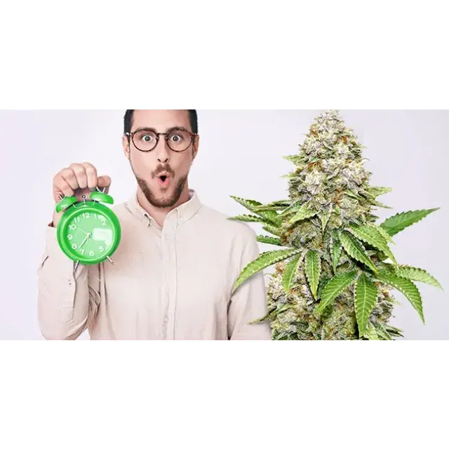 Entdecken Sie die 8 am schnellsten wachsenden Cannabissamen für eilige Grower bei Discount Cannabis Seeds.