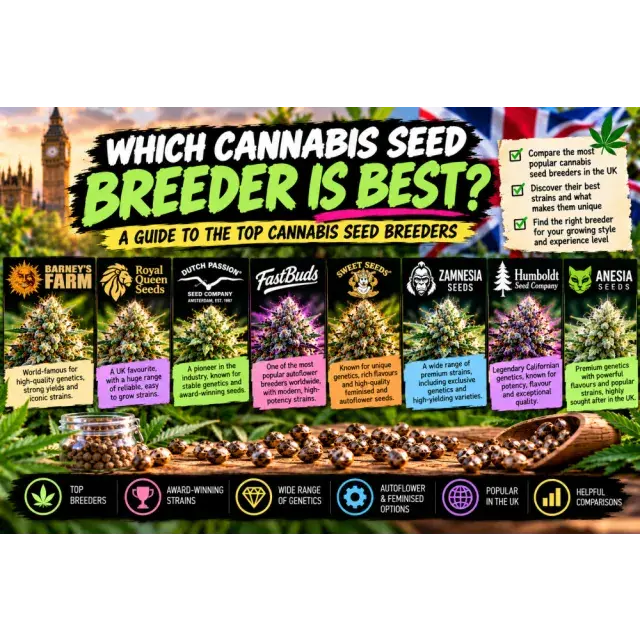 Cannabis Seeds: Which Cannabis Seed Breeder Is Best?