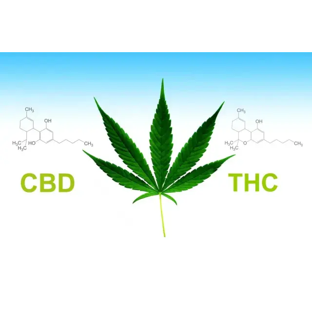 Cannabis Seeds Strains with the Highest THC or CBD Content: Top Picks at Discount Cannabis Seeds.