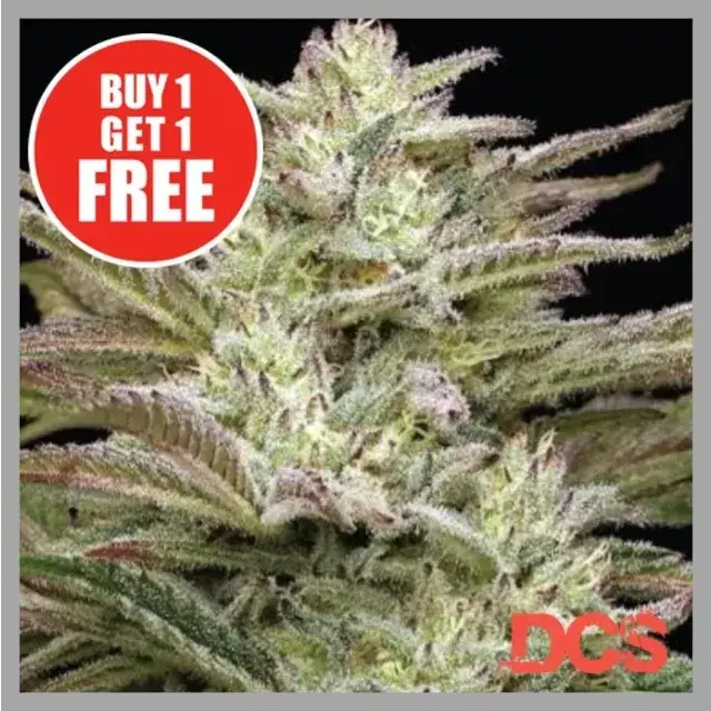 Auto Jelly Donutz Cannabis Seeds – Our Auto flower Favourite.