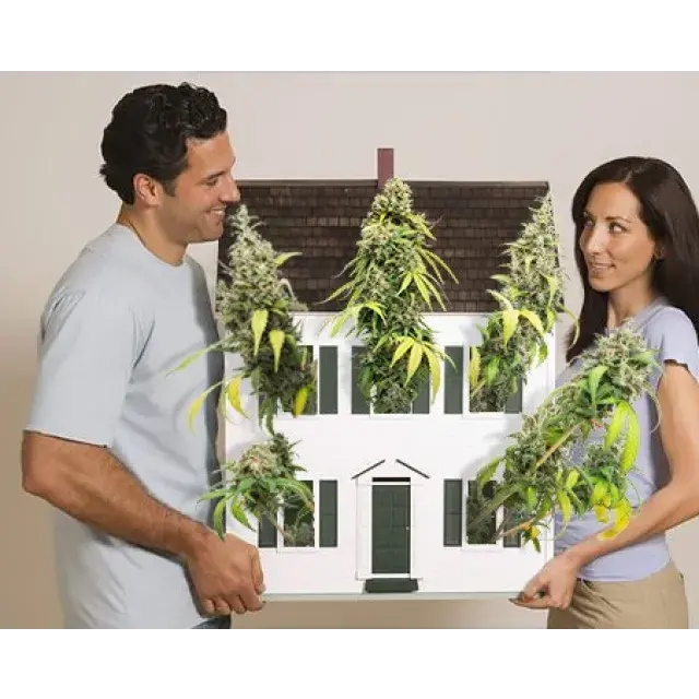 Maximizing Big Cannabis Seeds Yields in Small Spaces: A Guide from Discount Cannabis Seeds.
