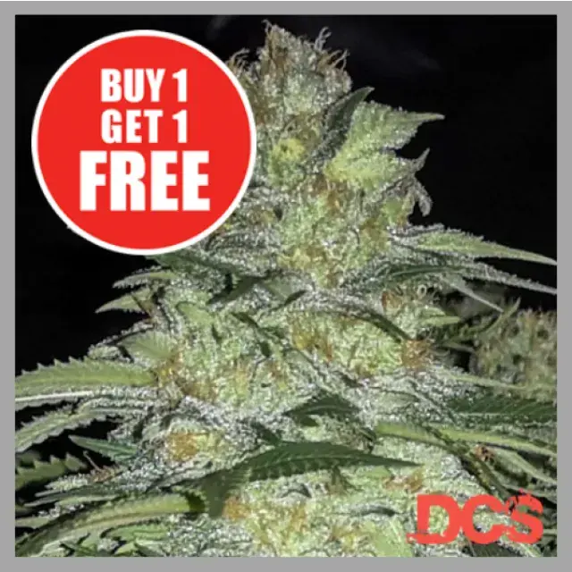 White Widow x Big Bud Cannabis Seeds at Discount Cannabis Seeds.