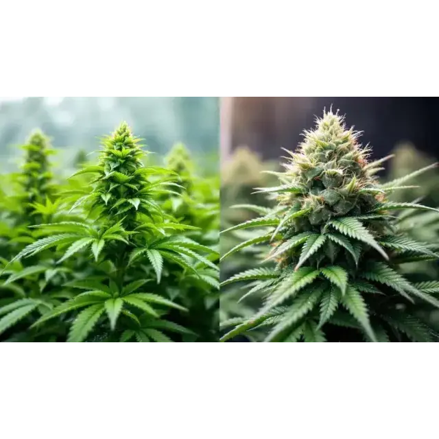 Discover the Top 10 Cannabis Seeds Strains by Yield: Expert Grower Reviews at Discount Cannabis Seeds.