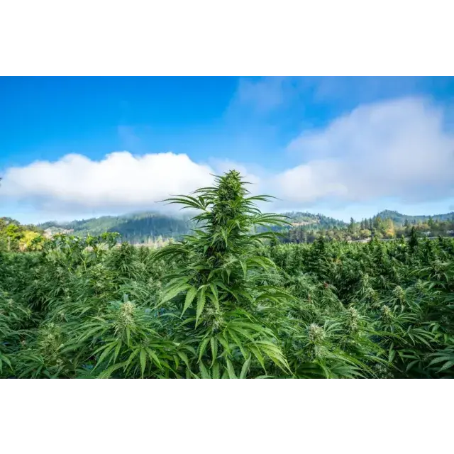 Discover the Top Outdoor Cannabis Seeds for Spring 2026 Planting at Discount Cannabis Seeds