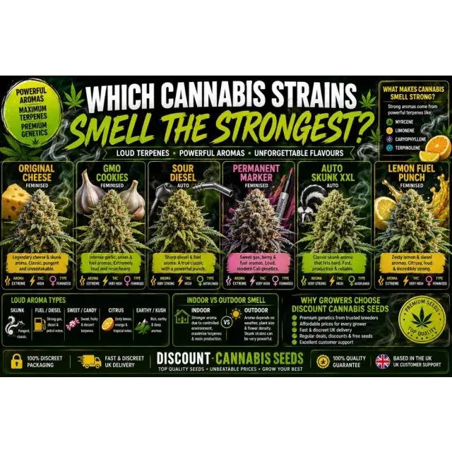 Cannabis Seeds: Which Cannabis Strains Smell the Strongest?