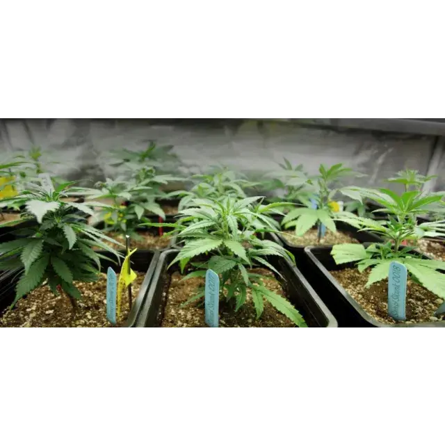 Cannabis Seeds and Phenotypes: Why Every Seed Grows Differently.
