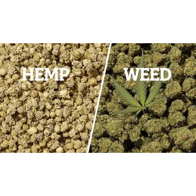 Cannabis Seeds 2025: The Ultimate Genetics Showdown.