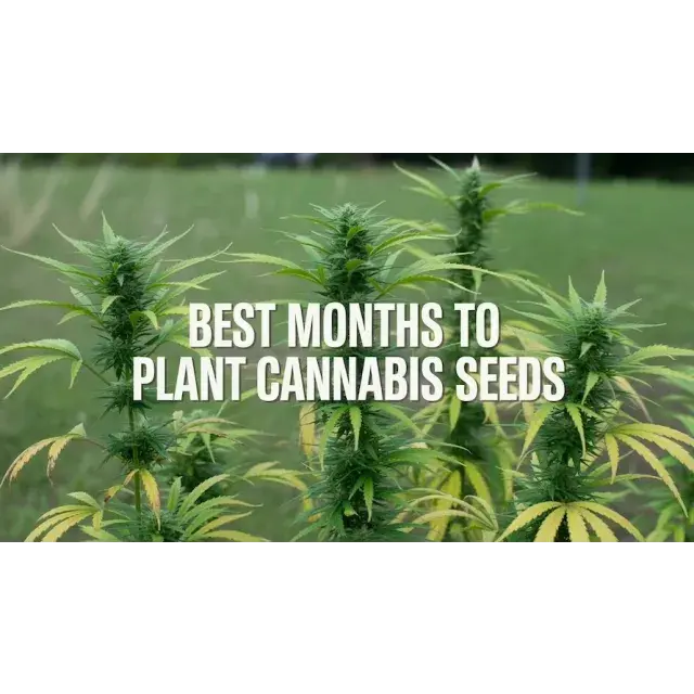 When to Plant Cannabis Seeds UK (Month-by-Month Guide 2026)