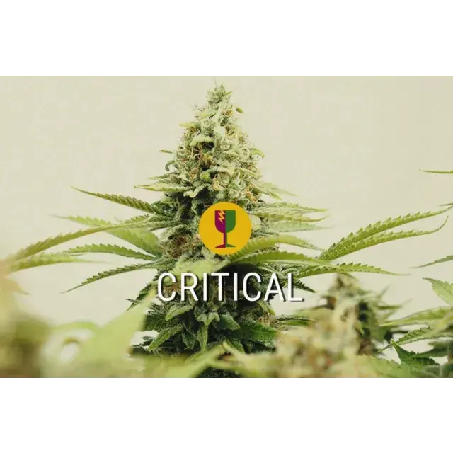 Why Discount Cannabis Seeds is the Ultimate Destination for Critical Cannabis Seeds.