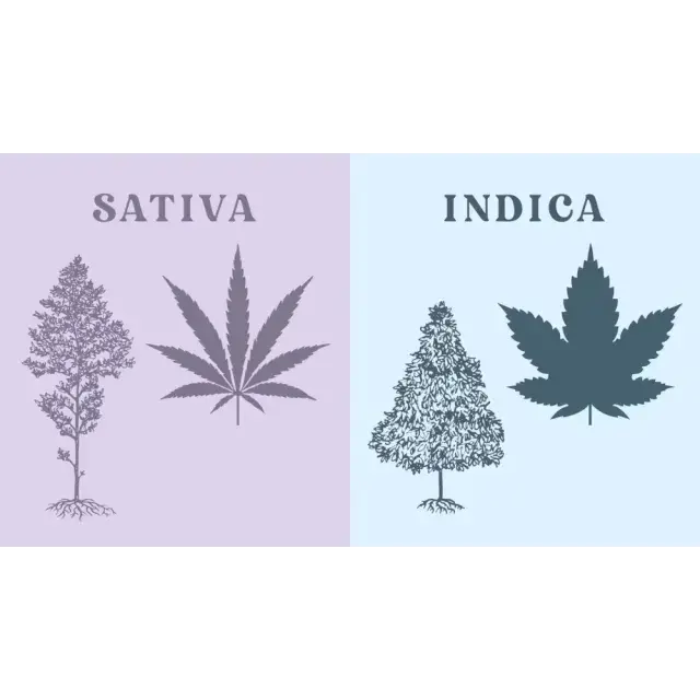 Cannabis Seeds: Sativa vs Indica vs Hybrid - Find Your Perfect Match.