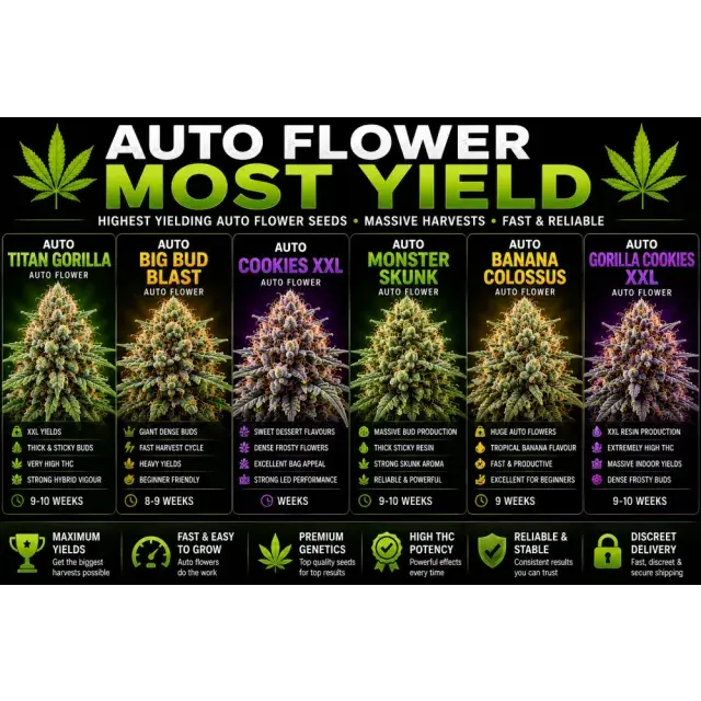 Cannabis Seeds: Which Auto Flower Seeds Yield the Most?
