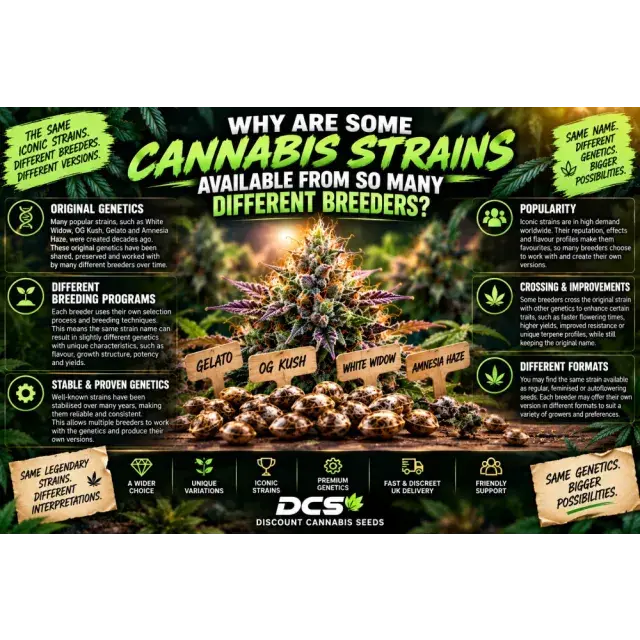 Cannabis Seeds: Why Are Some Cannabis Strains Available From So Many Different Breeders?