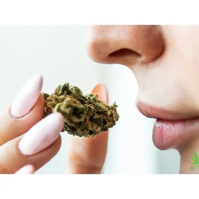 Discover the Best Cannabis Seeds for Focus and Concentration at Discount Cannabis Seeds.