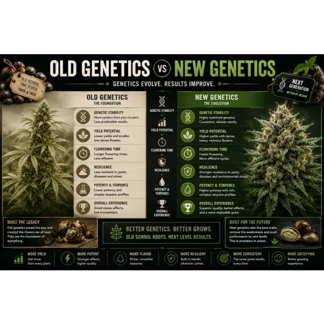 Cannabis Seeds: Old Genetics vs New Genetics Which Ones?
