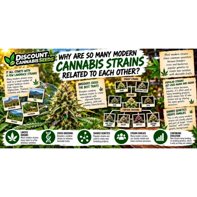 Cannabis Seeds: Why Are So Many Modern Cannabis Strains Related to Each Other?