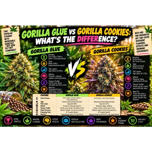 Cannabis Seeds: Gorilla Glue vs Gorilla Cookies: What's the Difference?