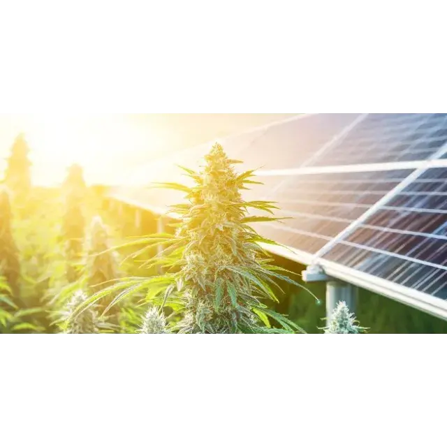 The Ultimate Guide to the Best Outdoor Cannabis Seeds Strains (26+% THC!) at Discount Cannabis Seeds.