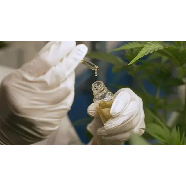 Cannabis Seeds: Behind the Breeders - Unveiling Iconic Genetics.