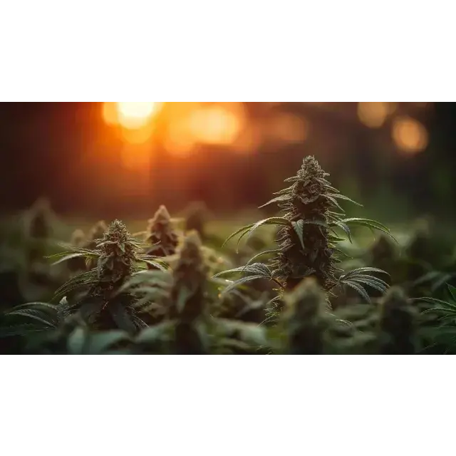 Discover the Top 10 High-Yielding Cannabis Seeds Strains for Home Growers at Discount Cannabis Seeds.