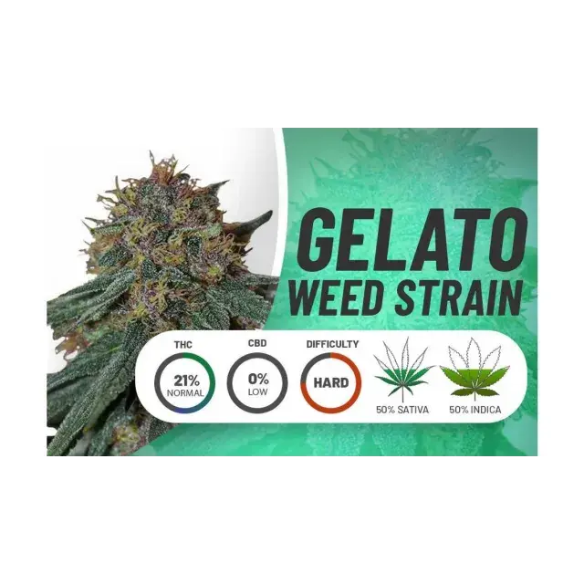 Gelato Seeds at Discount Cannabis Seeds The the Ultimate Senses.