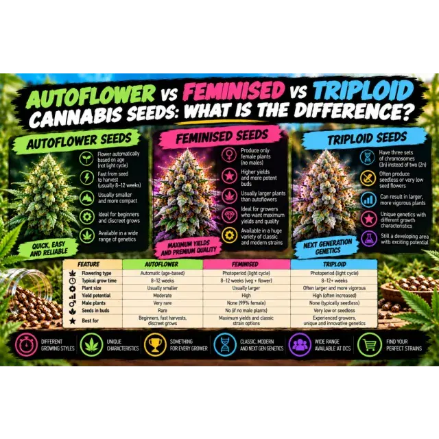 Cannabis Seeds: Autoflower vs Feminised vs Triploid Cannabis Seeds: What Is the Difference?