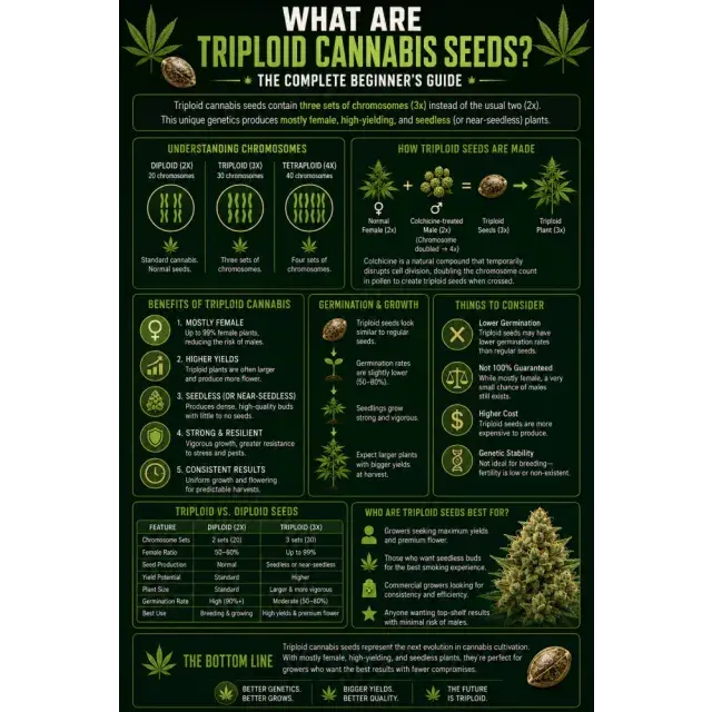 What Are Triploid Cannabis Seeds? The Complete Beginner's Guide.