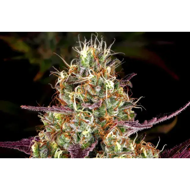 Sherbet Cannabis Seeds: Customers Are Raving About This Strain.