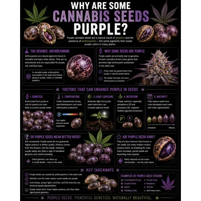 Cannabis Seeds: Why Are Some Cannabis Seeds Purple?